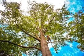 Best Tree and Shrub Care  in Arroyo Seco, NM