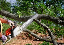 Trusted Arroyo Seco, NM Tree Care Services Experts