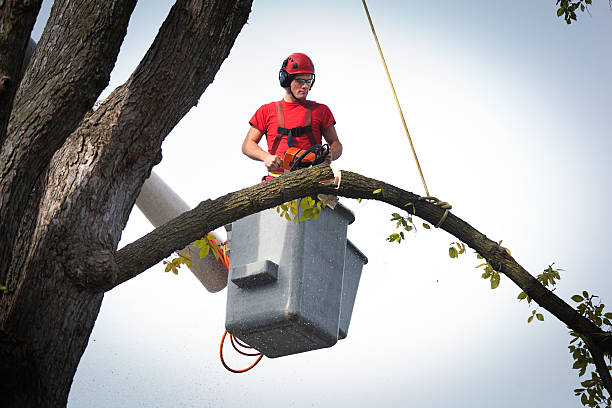 Best Arborist Consultation Services  in Arroyo Seco, NM